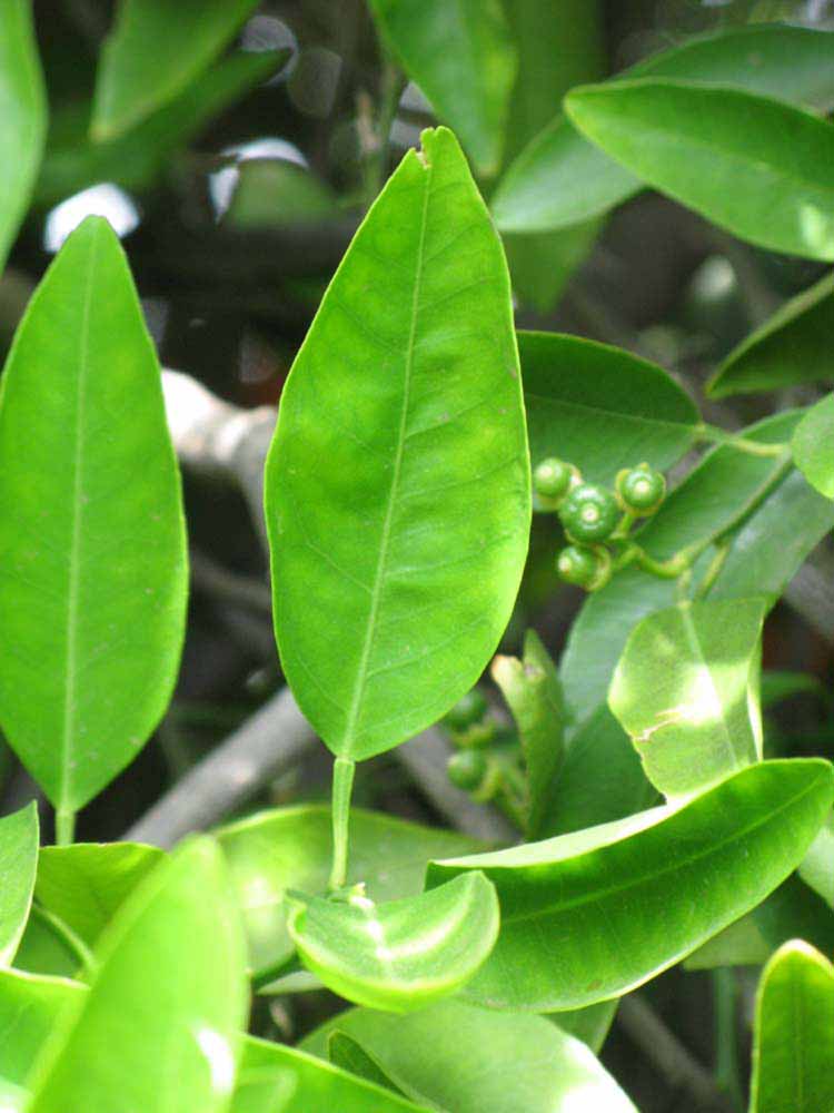            Unifoliolate leaf (Riverside, CA)   